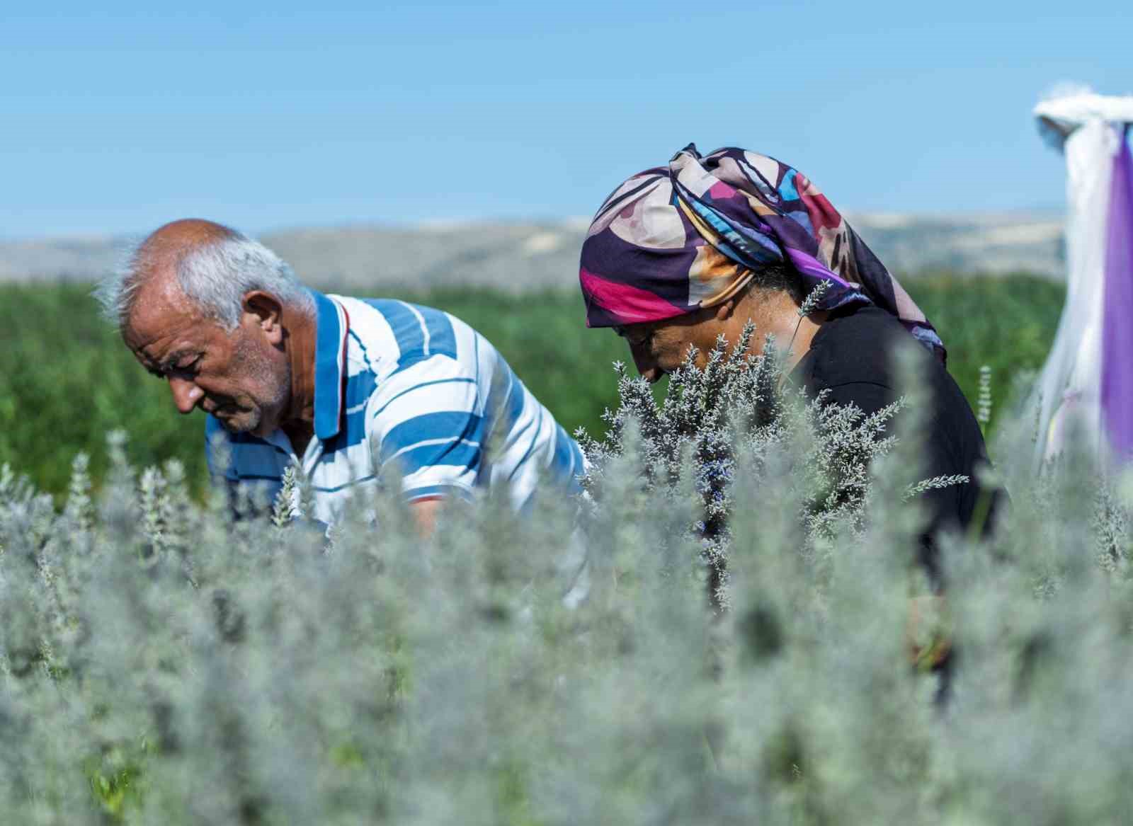 Umutla yetiştirdi, gözyaşlarıyla anlattı: Yaşlı çiftin lavanta bahçesindeki hüzünlü bekleyişi