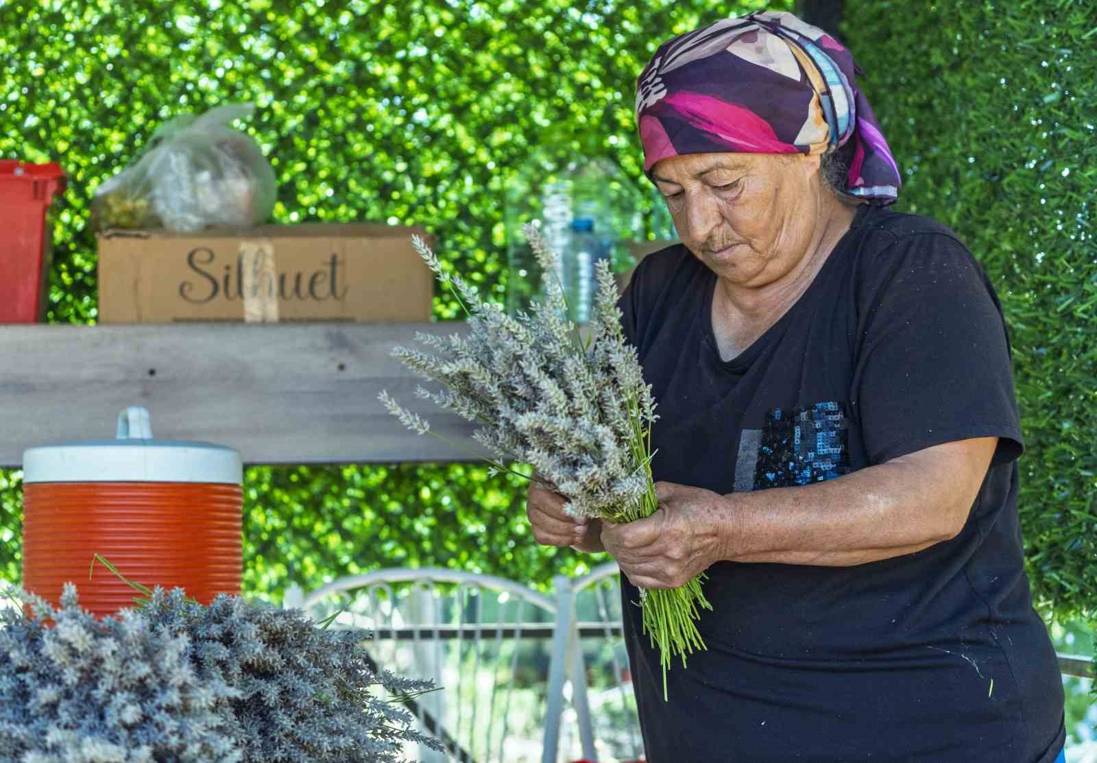 Umutla yetiştirdi, gözyaşlarıyla anlattı: Yaşlı çiftin lavanta bahçesindeki hüzünlü bekleyişi