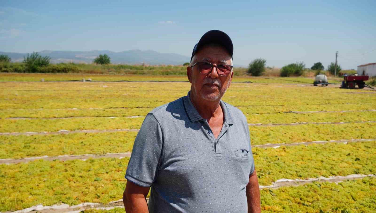 Üzüm üreticisini fire korkusu sardı