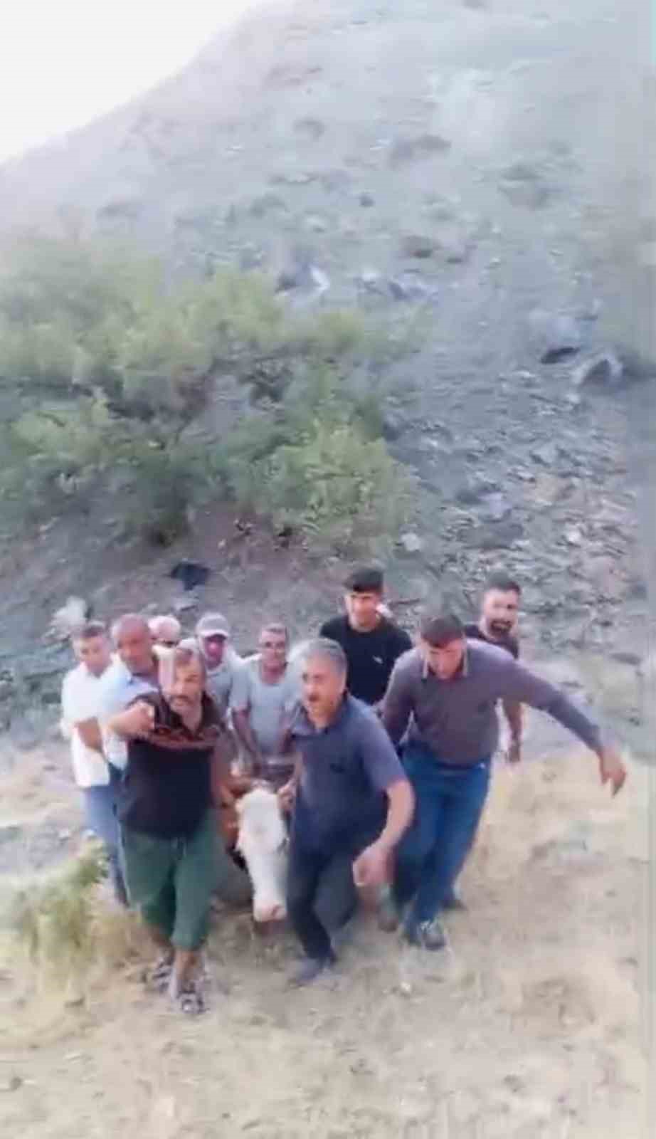 Siirt’te dağda mahsur kalan büyükbaş hayvan telef oldu