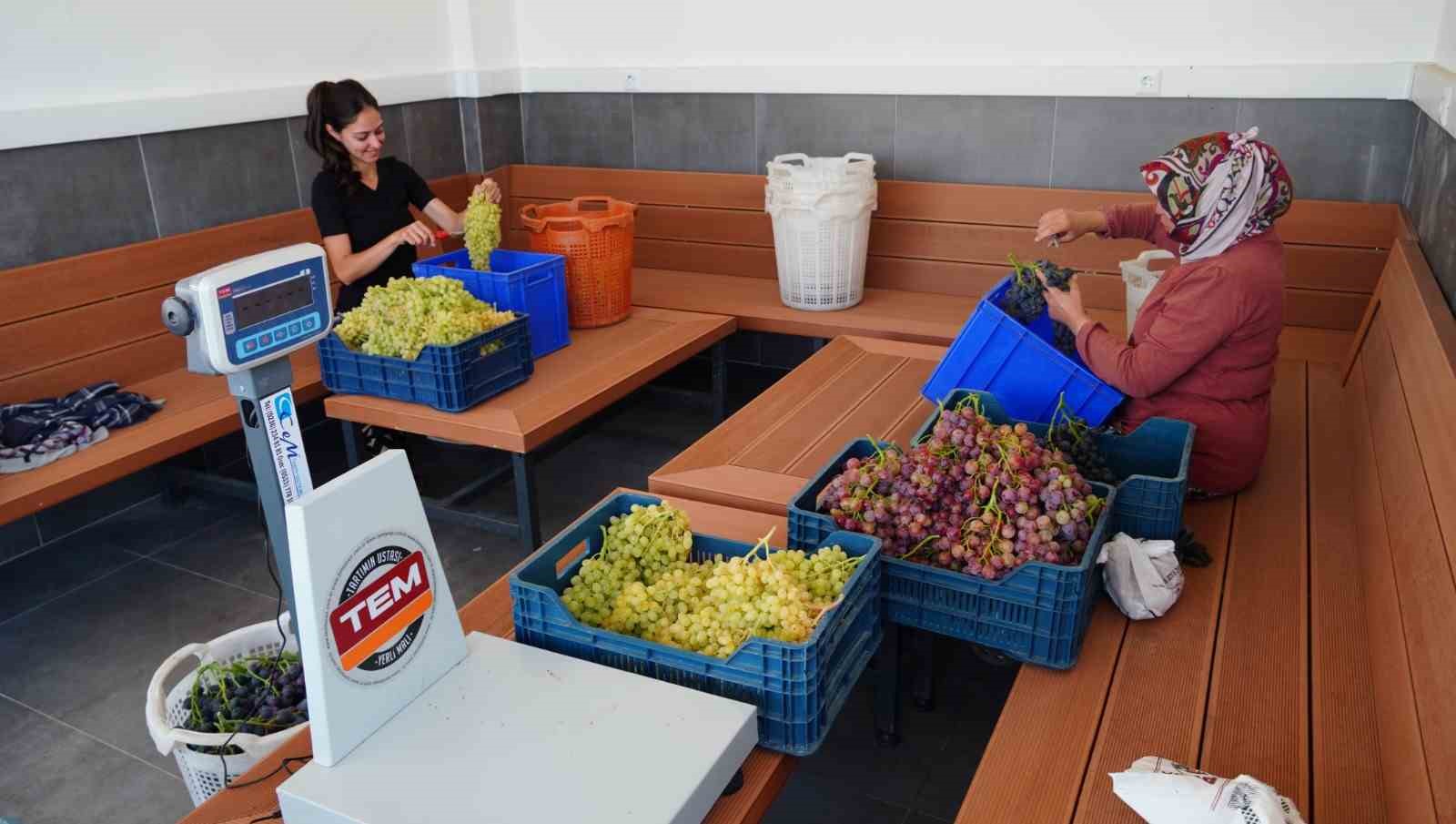 Dalında üzüm, tadında çilek var