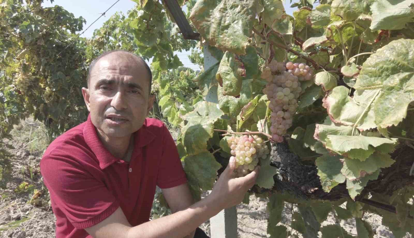 Dalında üzüm, tadında çilek var