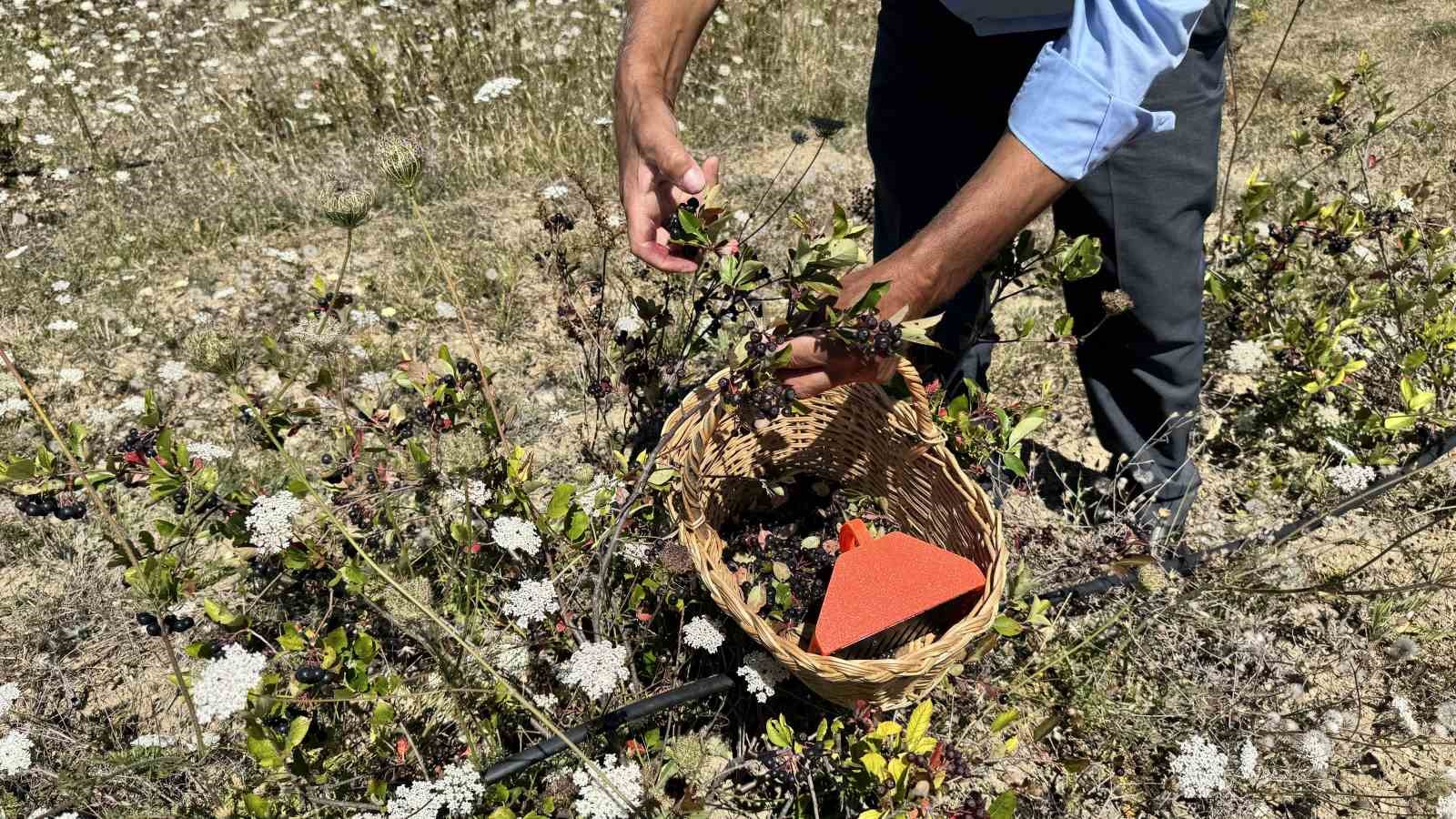 4 yıl önce dikti, şimdi kendi markasıyla satmayı hedefliyor