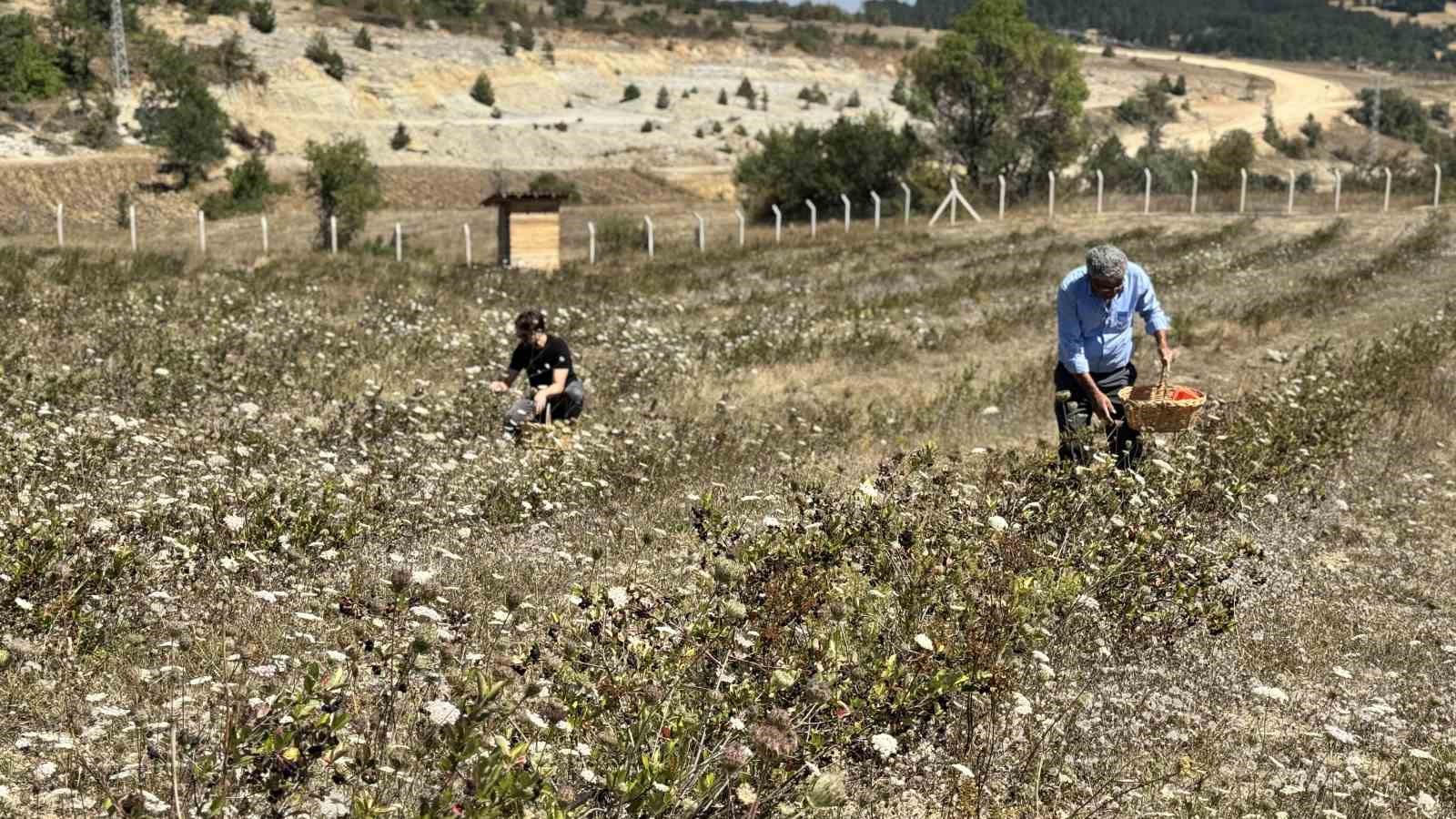 4 yıl önce dikti, şimdi kendi markasıyla satmayı hedefliyor