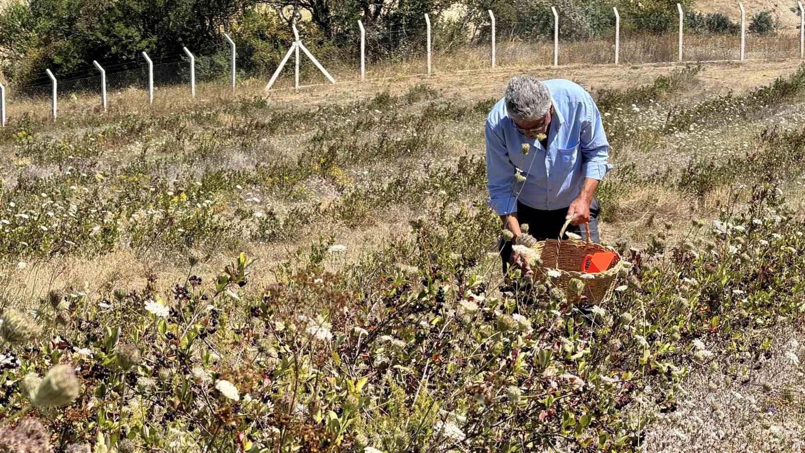 4 yıl önce dikti, şimdi kendi markasıyla satmayı hedefliyor