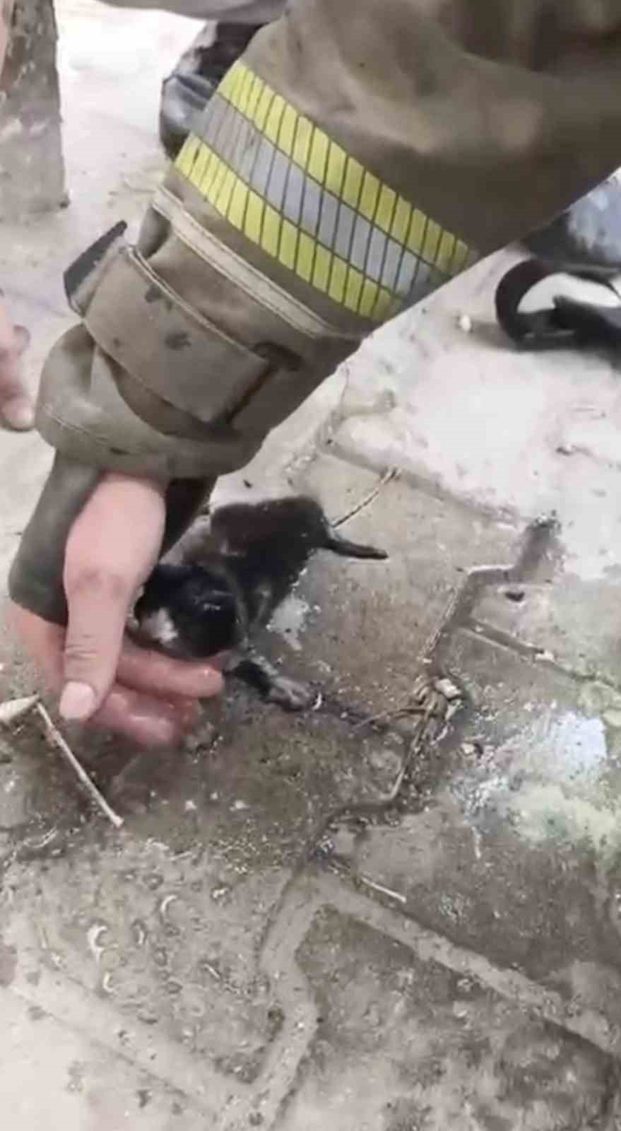 Yangında su ve oksijen verilen yavru kedi hayata döndürüldü