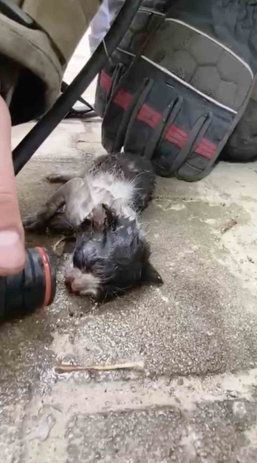 Yangında su ve oksijen verilen yavru kedi hayata döndürüldü