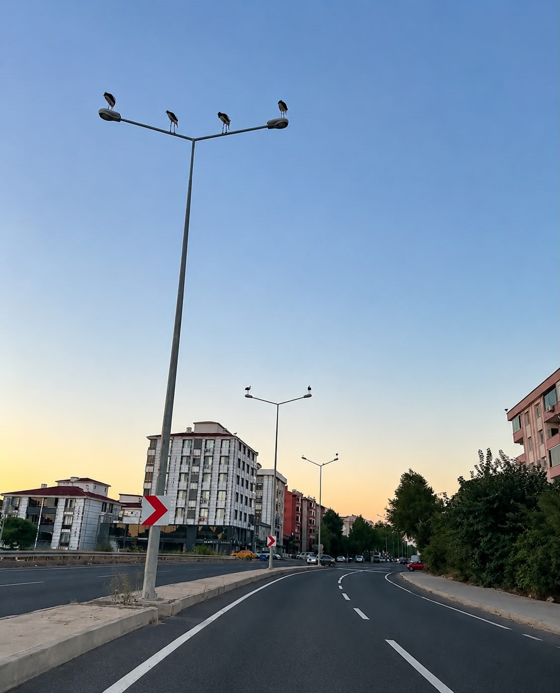 Muratlı’da leylekler direkleri mesken tuttu