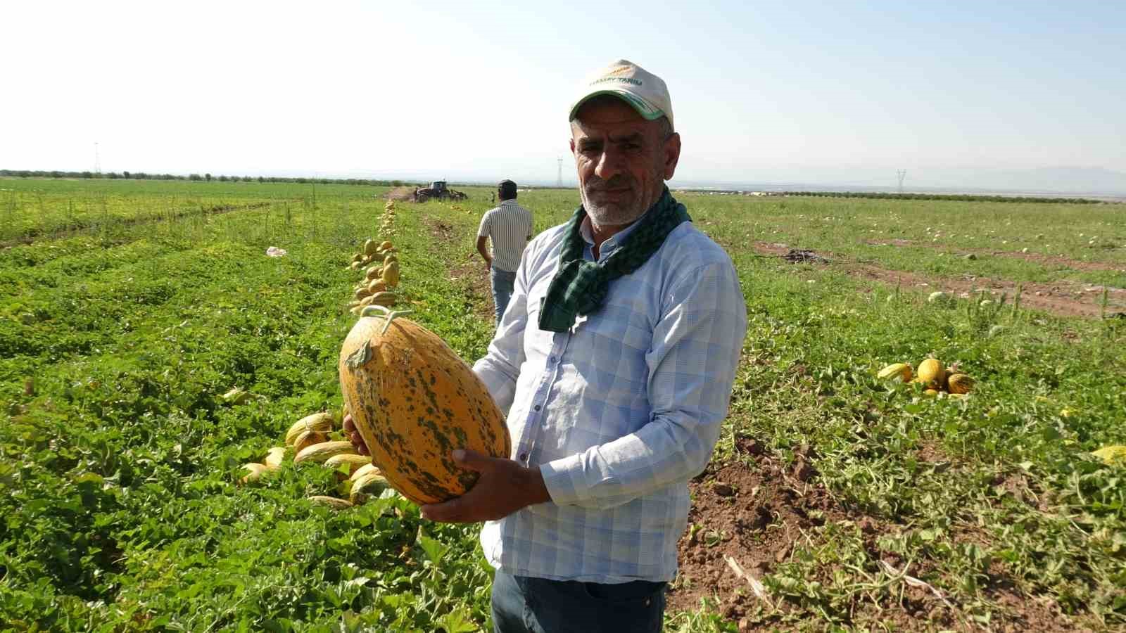 Doğu’nun Çukurovası’nda kavun bereketi