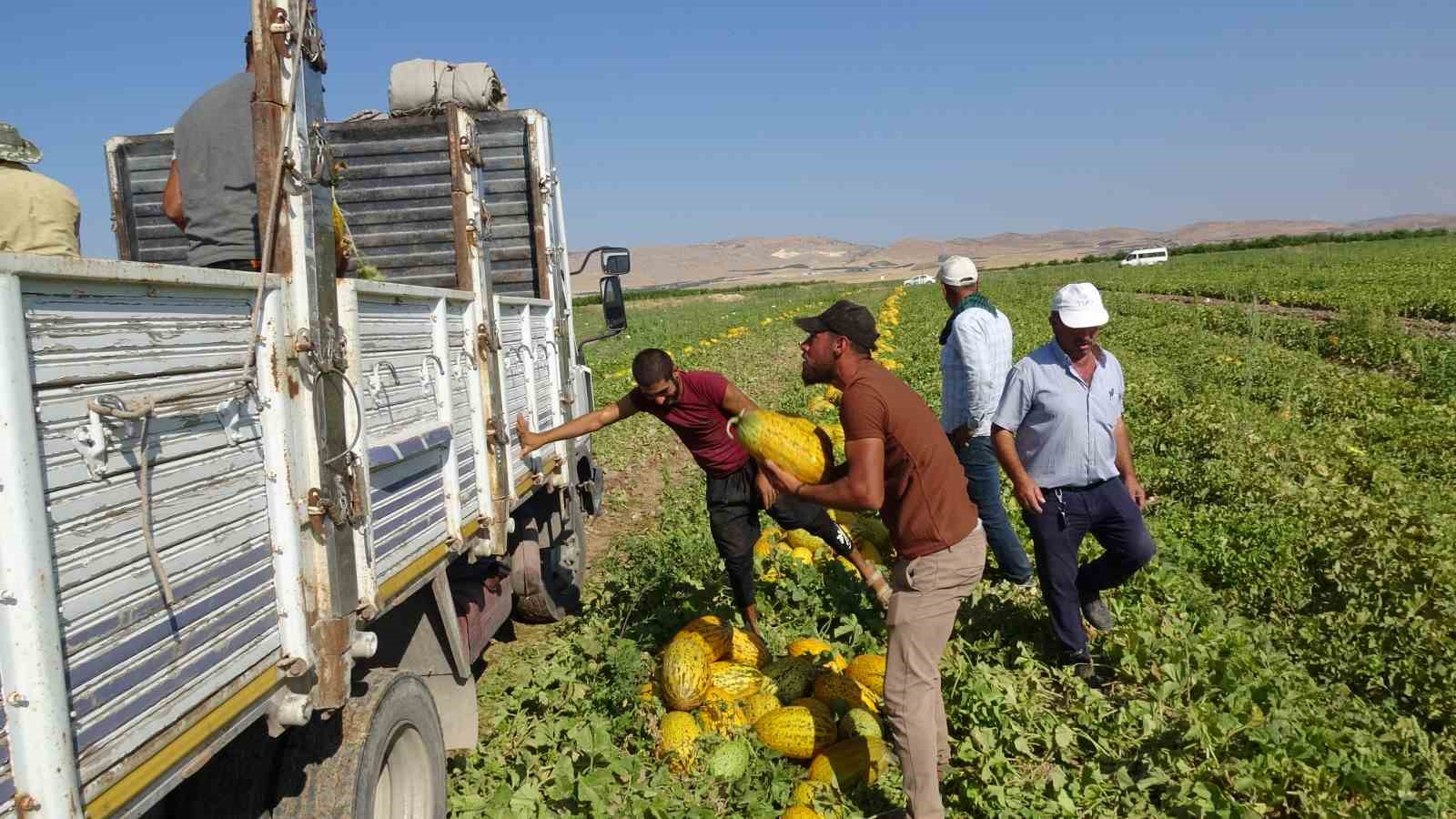 Doğu’nun Çukurovası’nda kavun bereketi