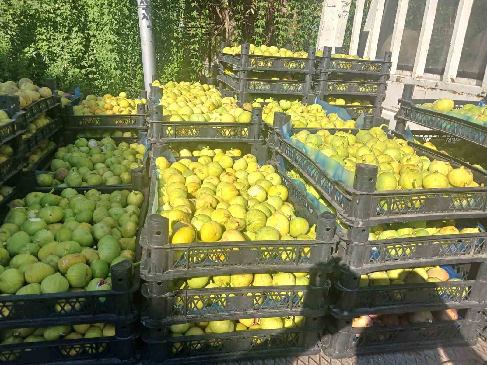 Salihli’nin Mersinli Mahallesi’nde incir bereketi