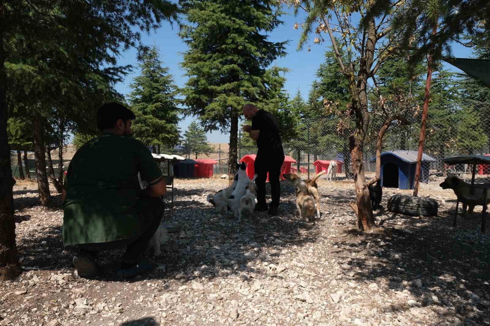 Altıeylül’de minik patiler için yuva seferberliği