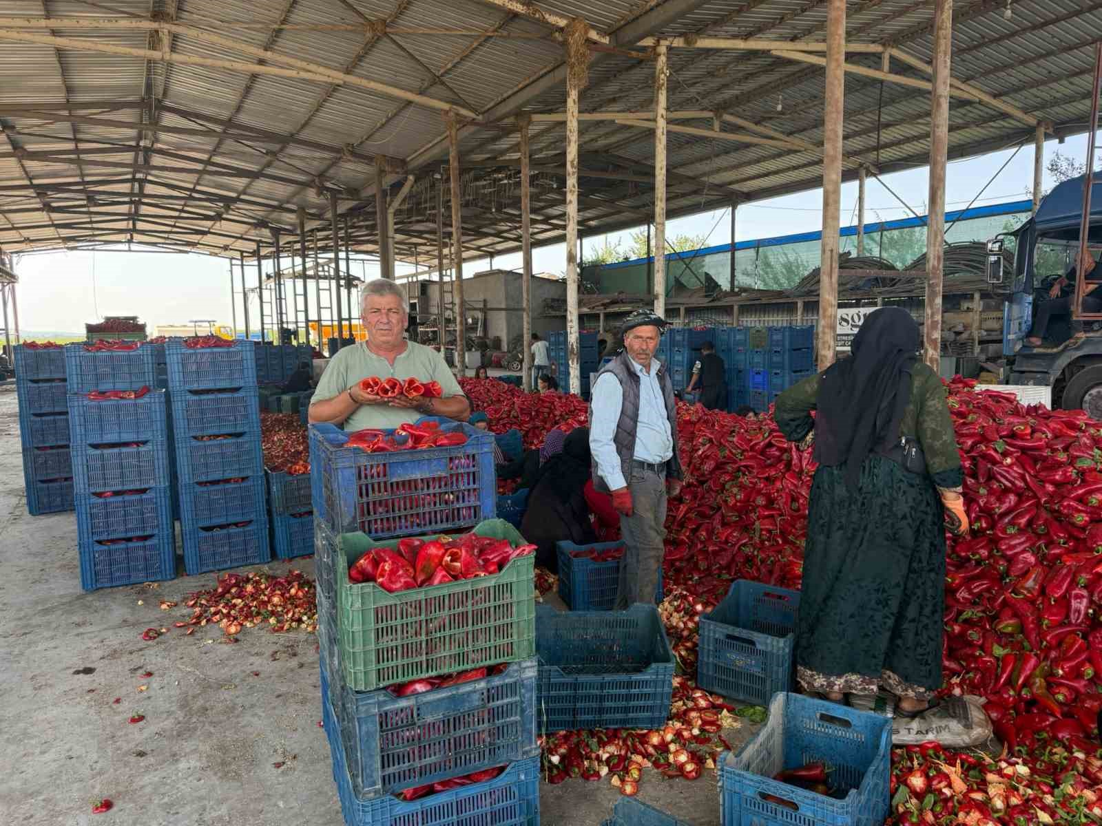 Kapya biberde fabrikaların fiyat düşürmek için ürün alımını geciktirdiği iddiası