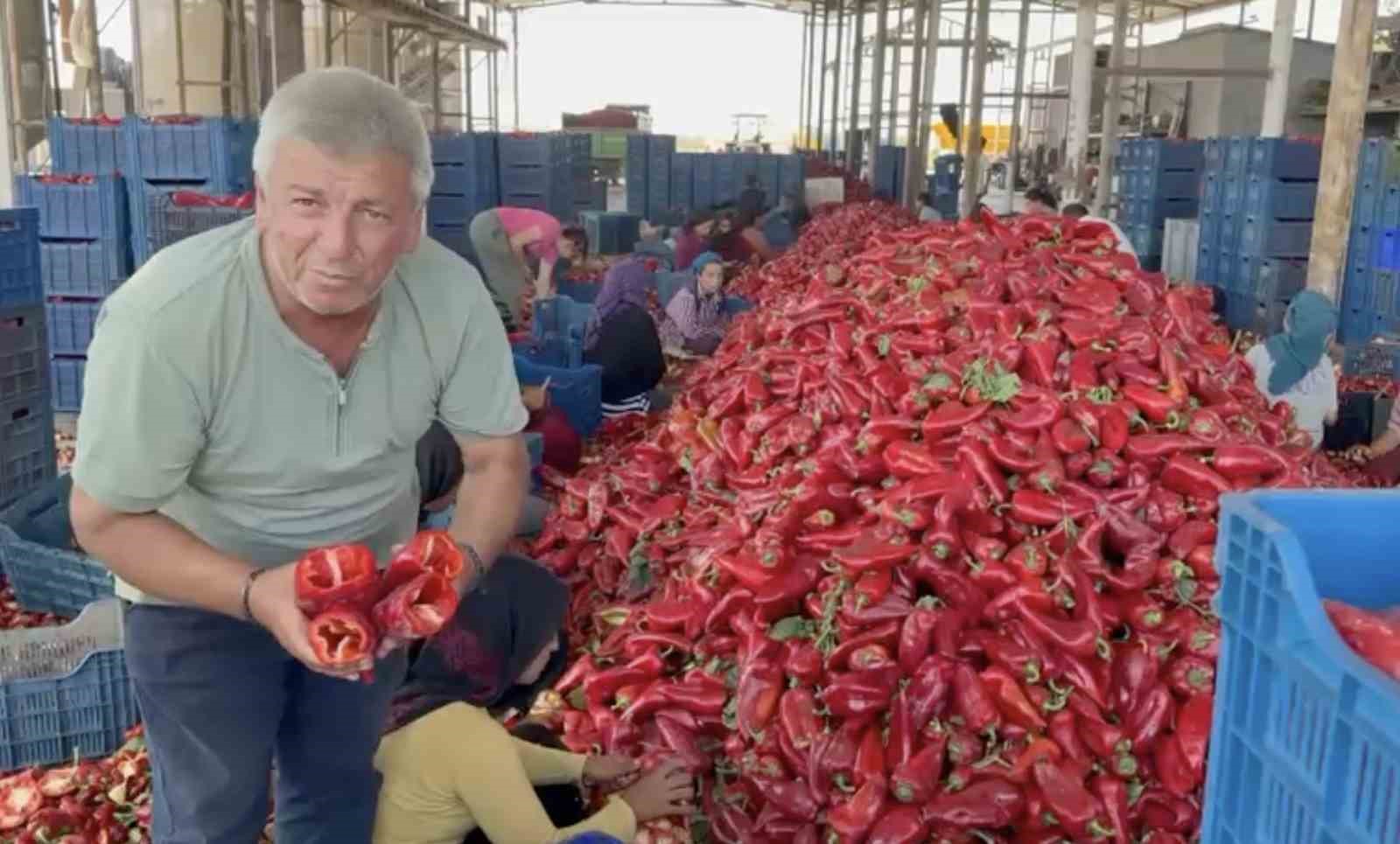 Kapya biberde fabrikaların fiyat düşürmek için ürün alımını geciktirdiği iddiası