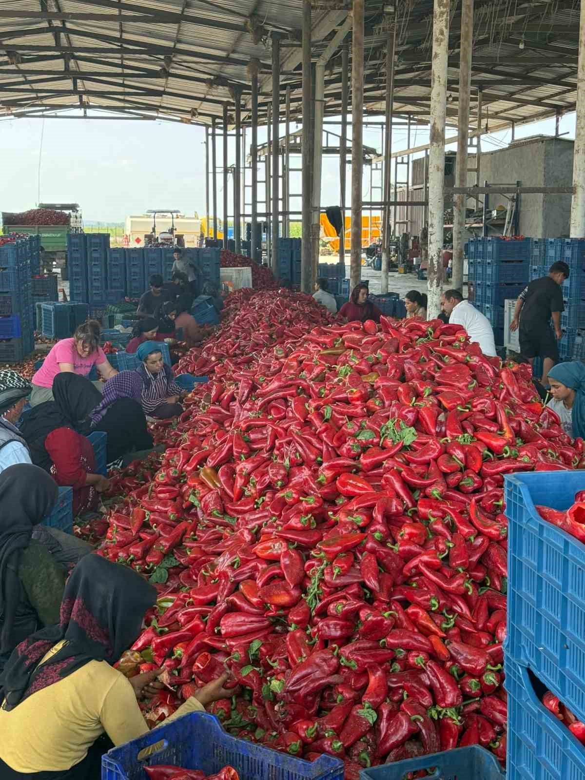 Kapya biberde fabrikaların fiyat düşürmek için ürün alımını geciktirdiği iddiası