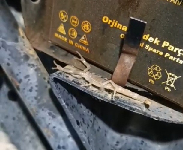 Motosikletin motorundan akrep çıktı