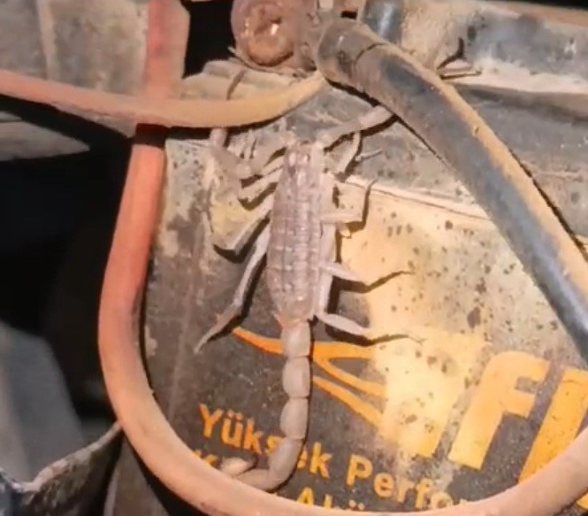 Motosikletin motorundan akrep çıktı