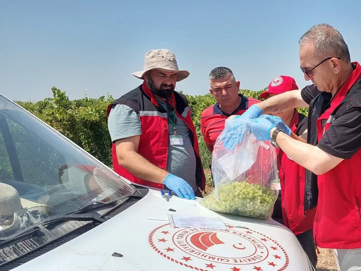 Manisa’nın organik üzümleri mercek altında