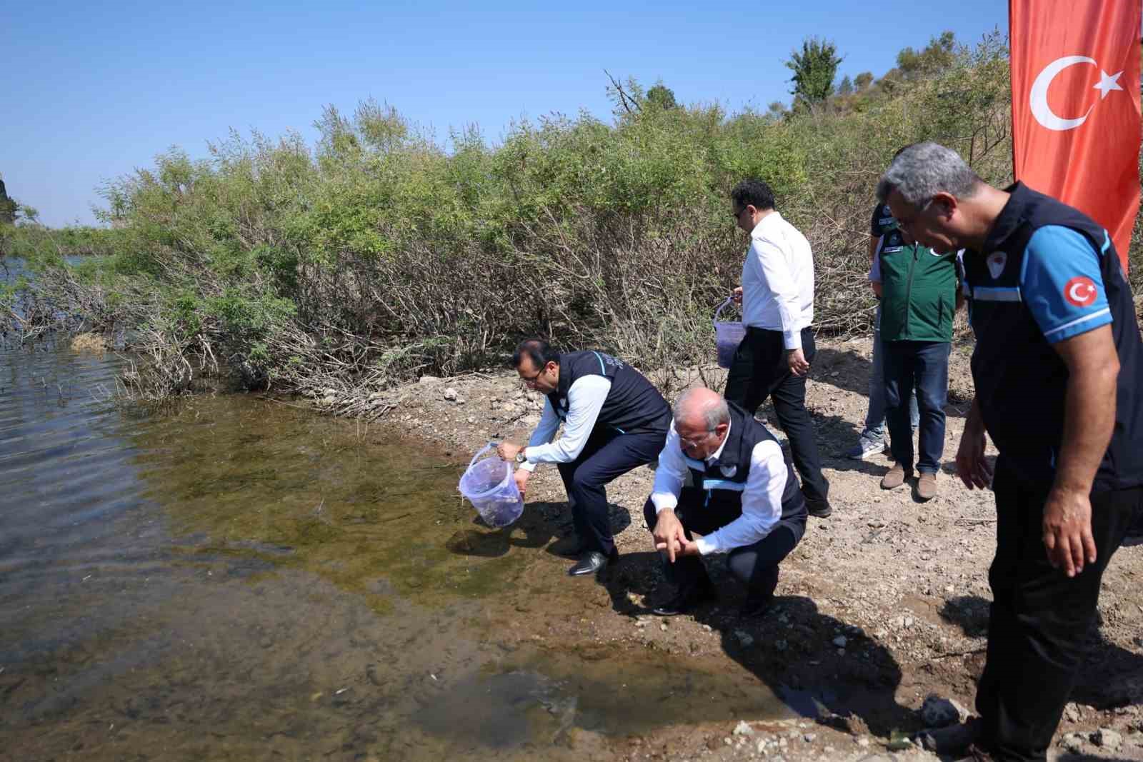 Atikhisar Barajı’na 348 bin sazan balığı yavrusu bırakıldı