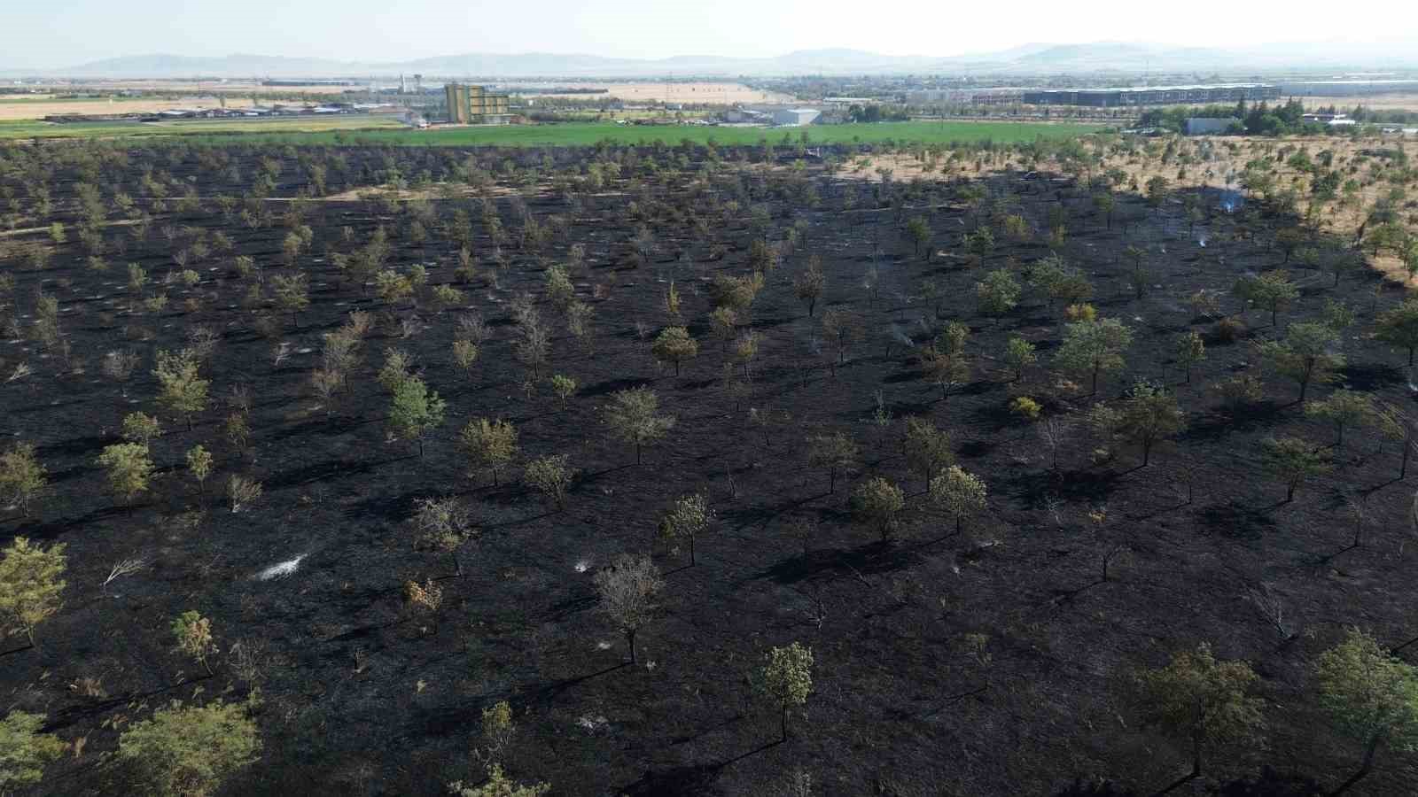 Konya’da ağaçlık 150 dekar alan kül oldu