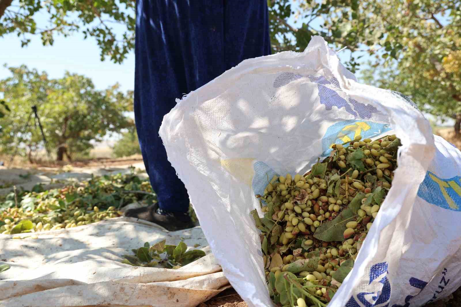 Diyarbakır’ın kavurucu sıcağında fıstık hasadı