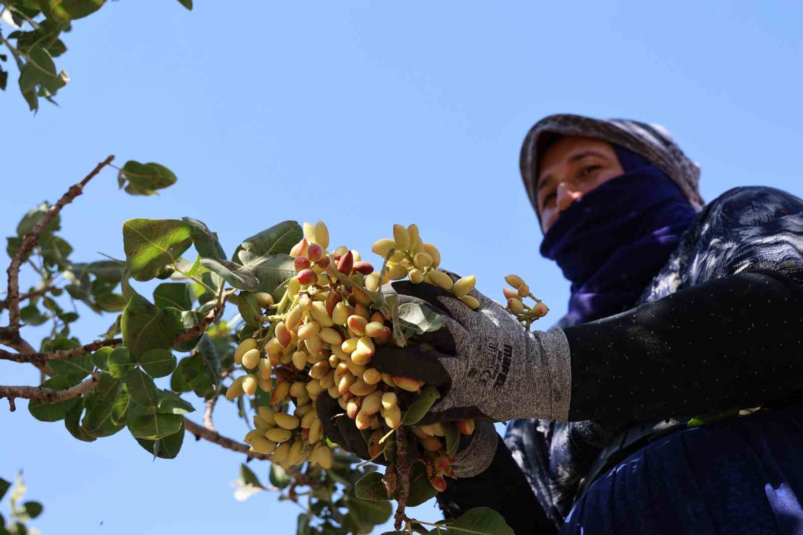 Diyarbakır’ın kavurucu sıcağında fıstık hasadı