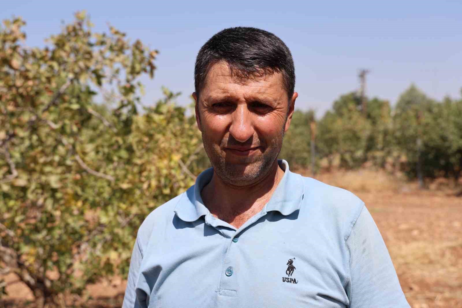 Diyarbakır’ın kavurucu sıcağında fıstık hasadı