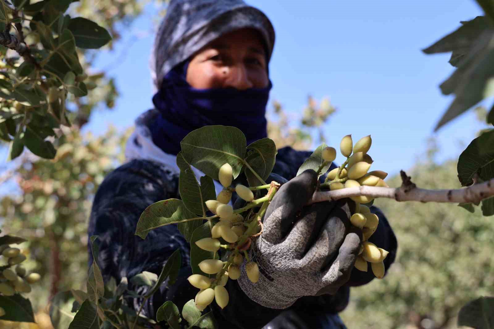 Diyarbakır’ın kavurucu sıcağında fıstık hasadı