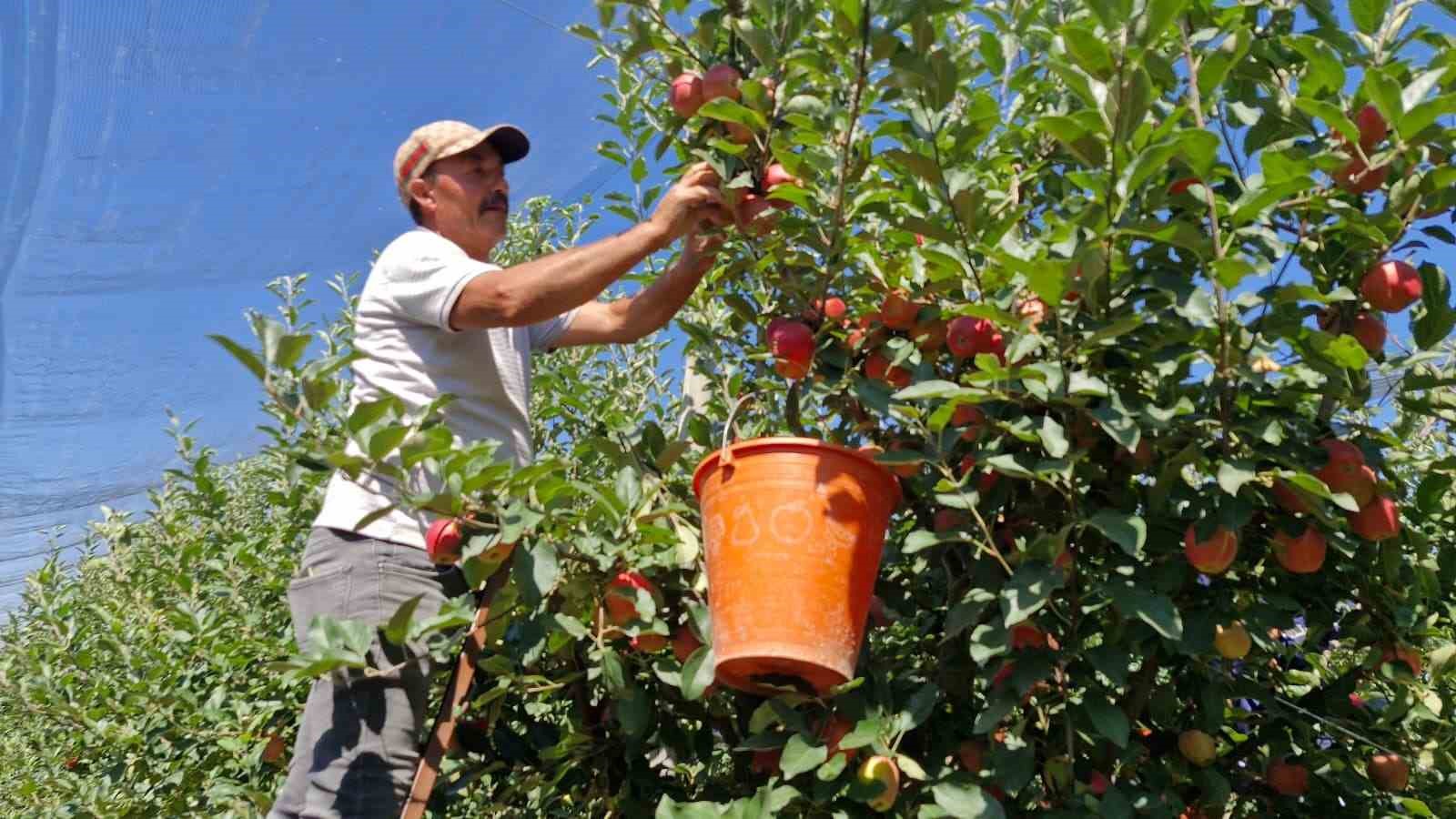 Karaman’da erkenci elma hasadı başladı: Rekolte yüksek