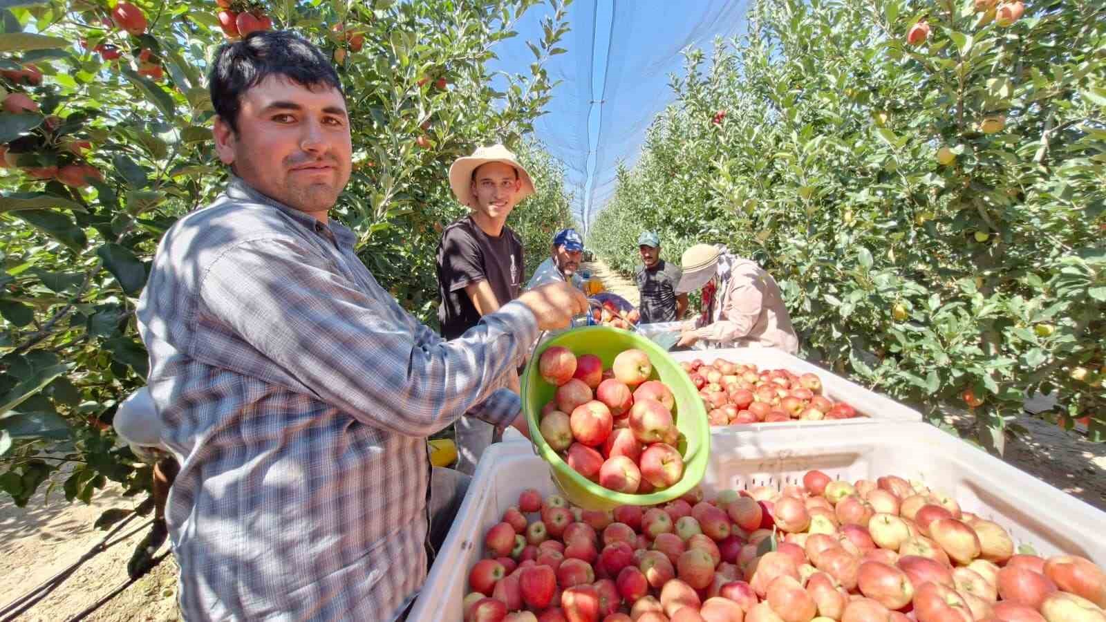 Karaman’da erkenci elma hasadı başladı: Rekolte yüksek