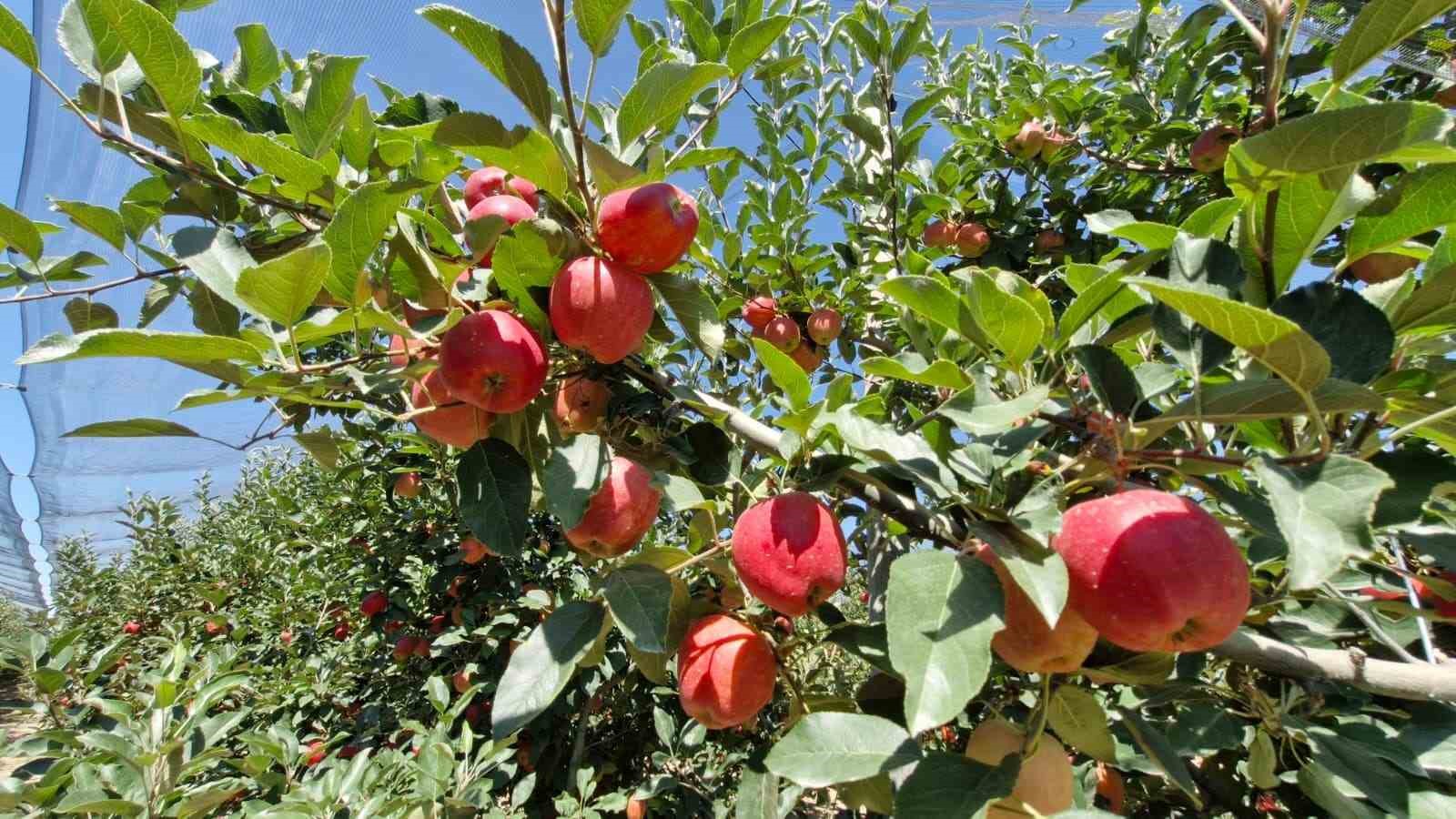 Karaman’da erkenci elma hasadı başladı: Rekolte yüksek