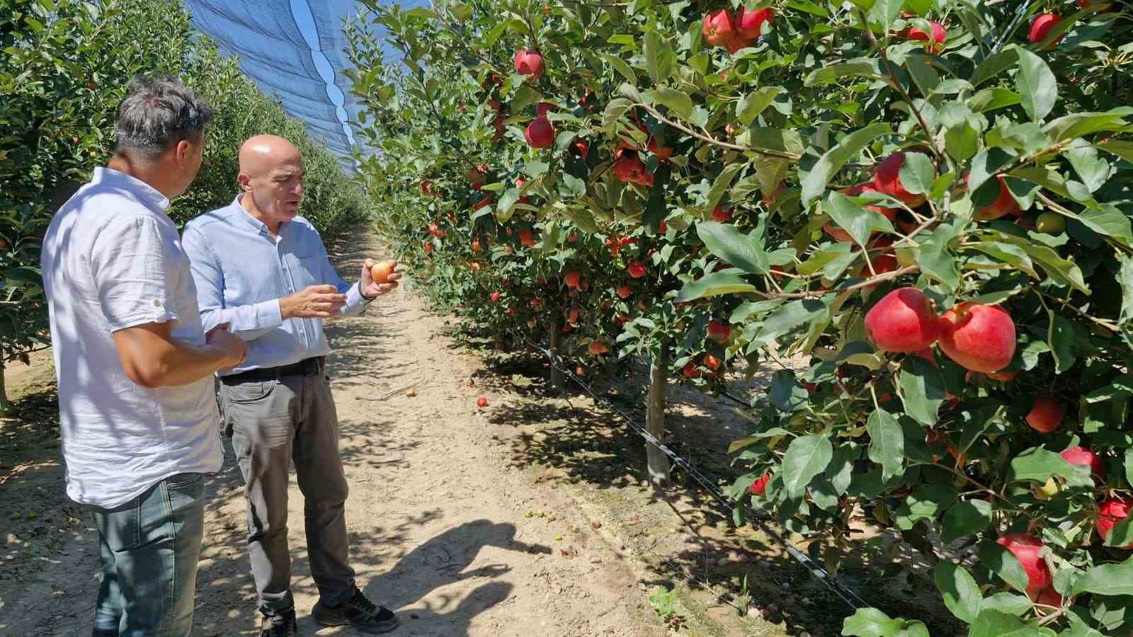 Karaman’da erkenci elma hasadı başladı: Rekolte yüksek