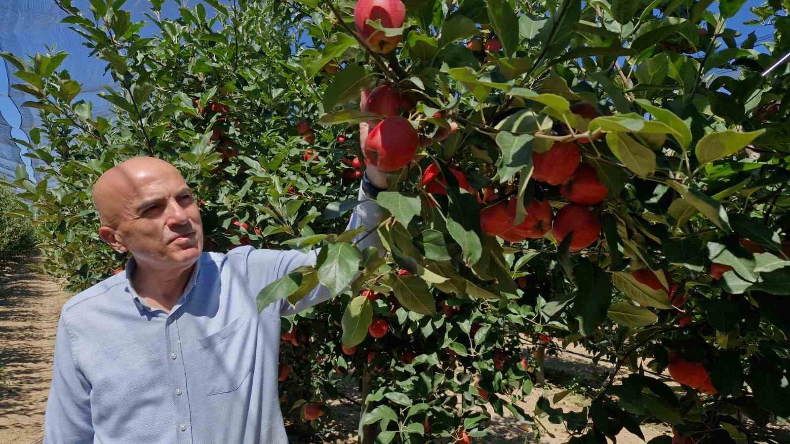 Karaman’da erkenci elma hasadı başladı: Rekolte yüksek