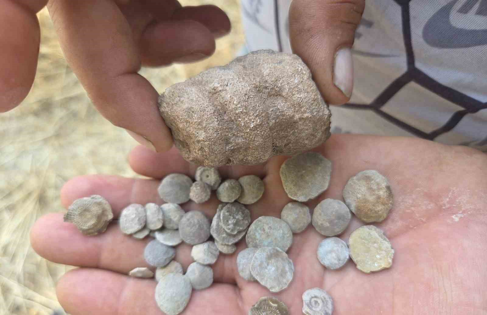 Tarladan bakliyat değil fosil fışkırdı