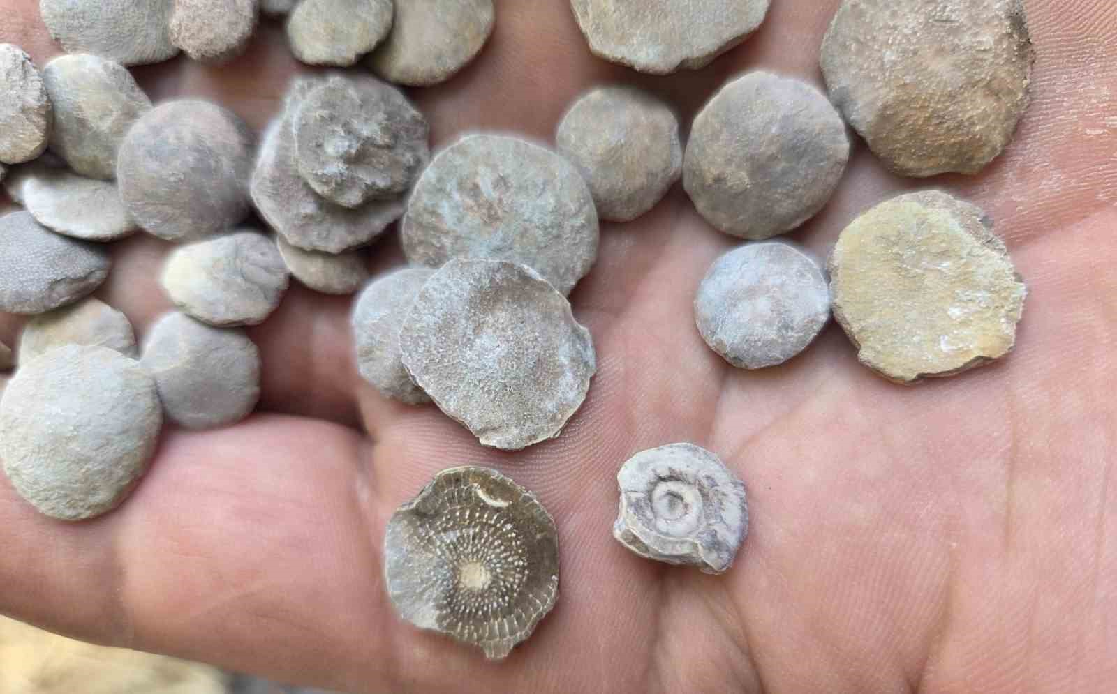 Tarladan bakliyat değil fosil fışkırdı