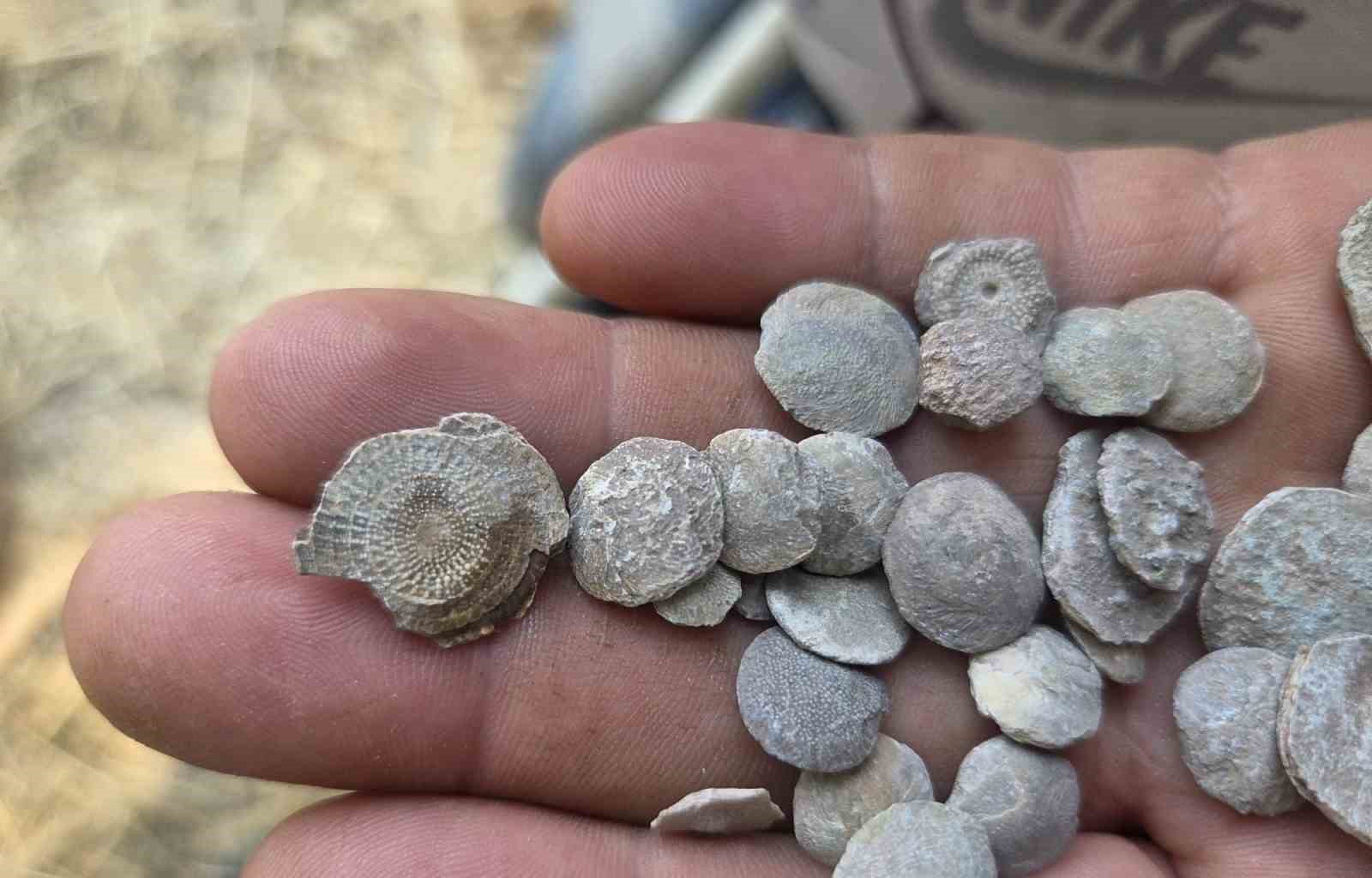Tarladan bakliyat değil fosil fışkırdı