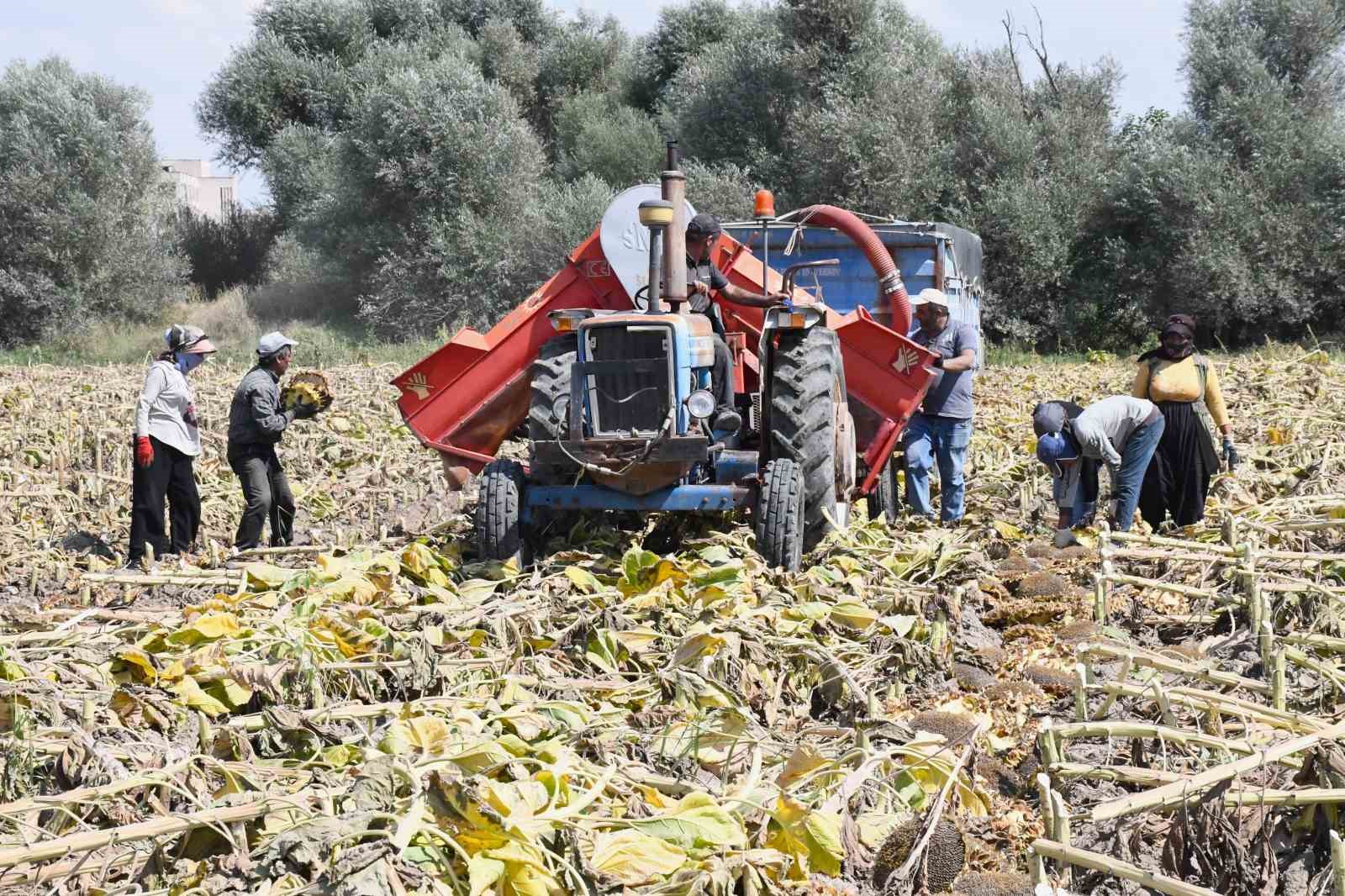 Yozgat’ta sezonun ilk çerezlik ayçiçeği hasadı başladı