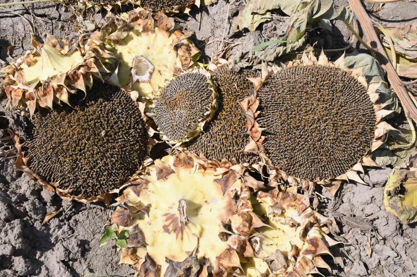 Yozgat’ta sezonun ilk çerezlik ayçiçeği hasadı başladı