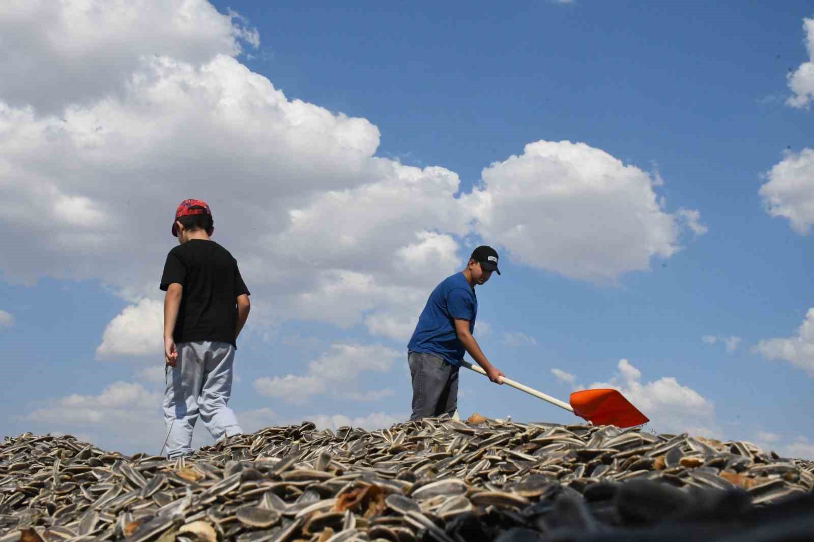 Yozgat’ta sezonun ilk çerezlik ayçiçeği hasadı başladı