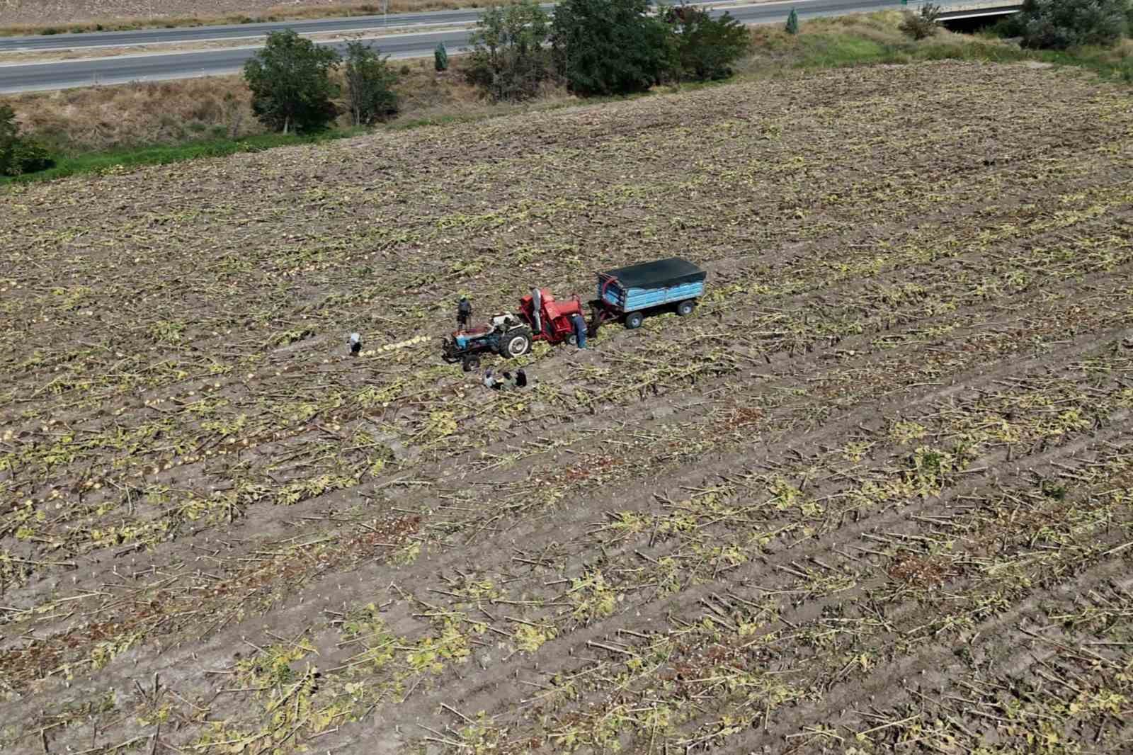 Yozgat’ta sezonun ilk çerezlik ayçiçeği hasadı başladı