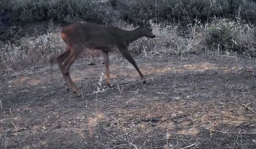 Ganos Dağları’nın gizli yaşamı kamerada