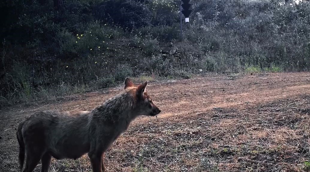 Ganos Dağları’nın gizli yaşamı kamerada