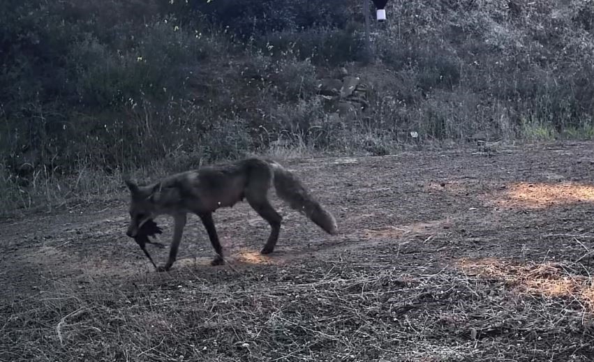 Ganos Dağları’nın gizli yaşamı kamerada