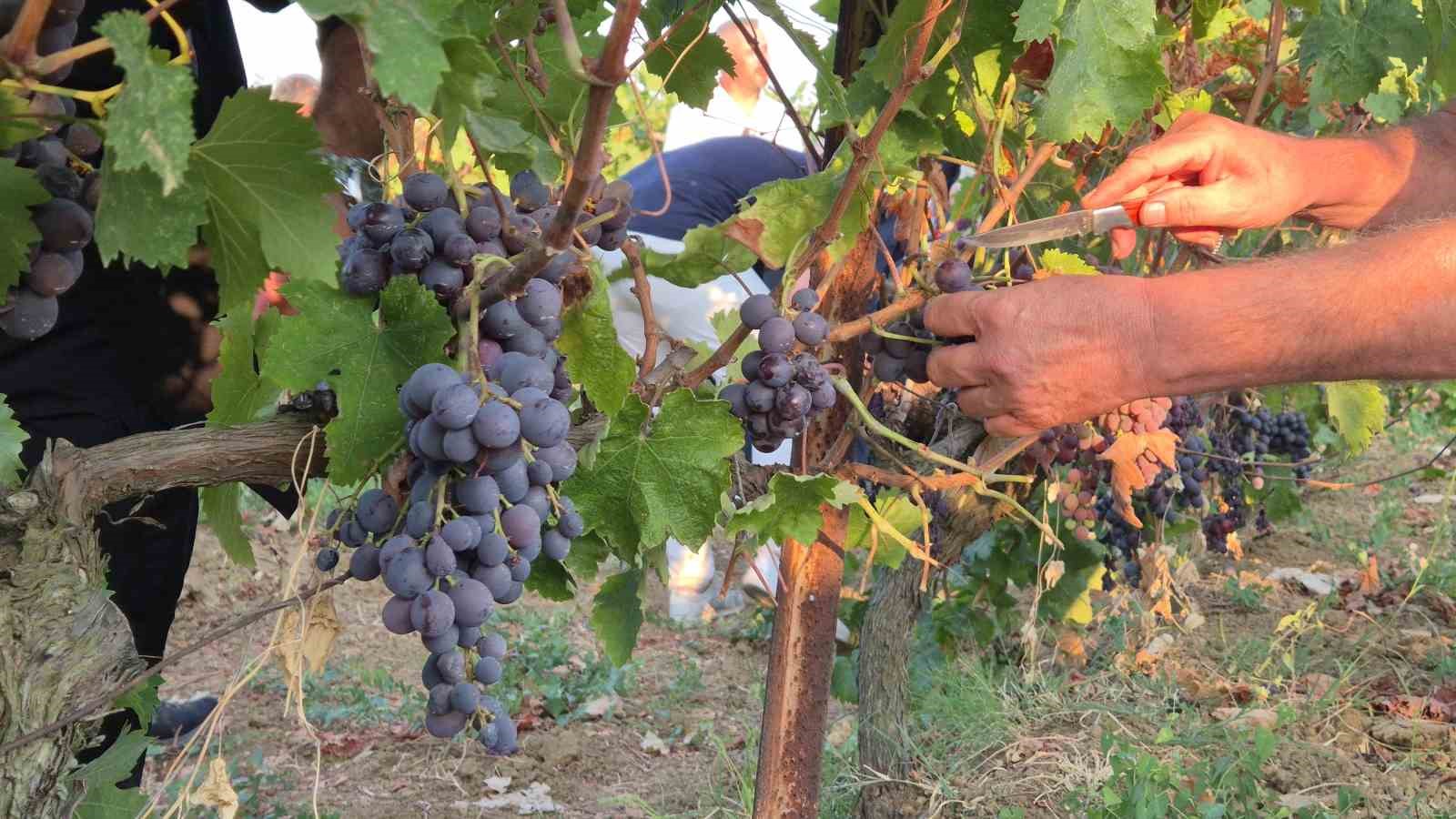 Tekirdağ’da "14. Bağ Bozumu Şenliği" coşkusu