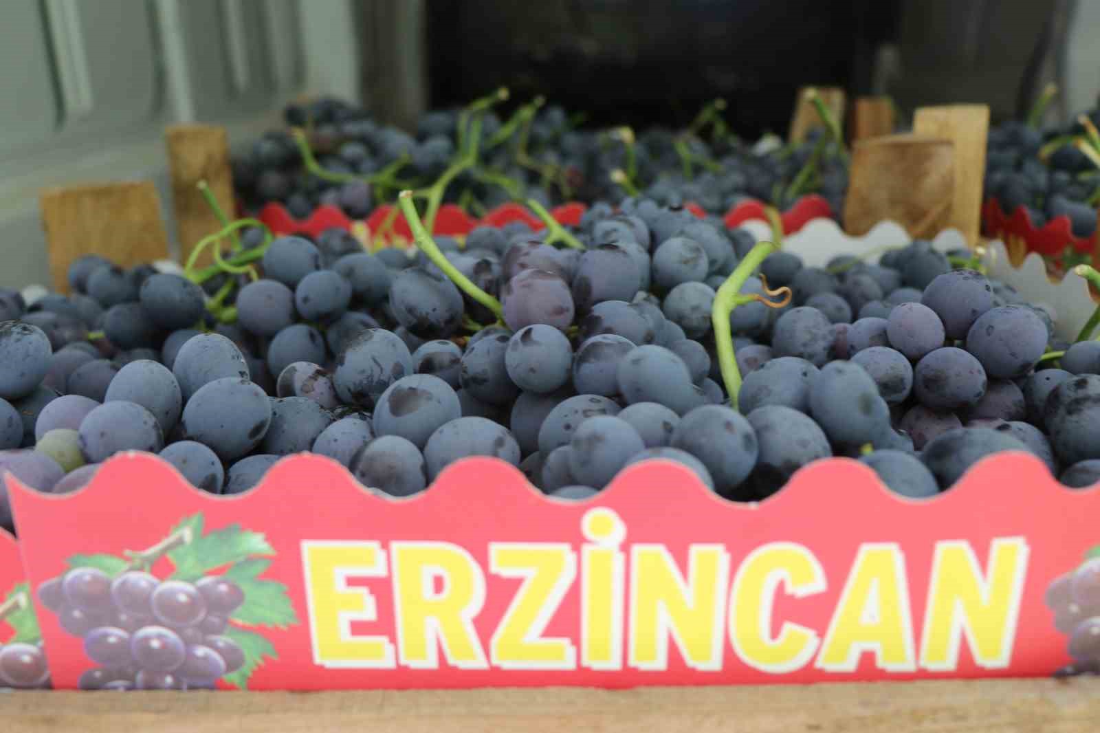 Cimin Üzümü’nde hasat heyecanı başladı