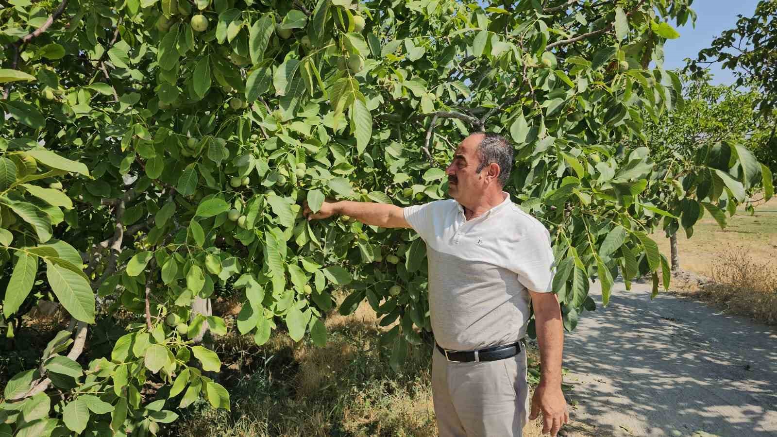 Adilcevaz cevizinde yüksek rekolte bekleniyor