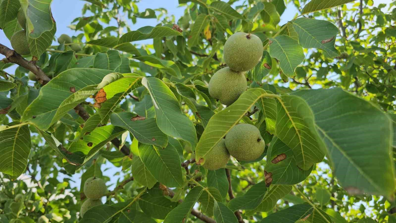 Adilcevaz cevizinde yüksek rekolte bekleniyor