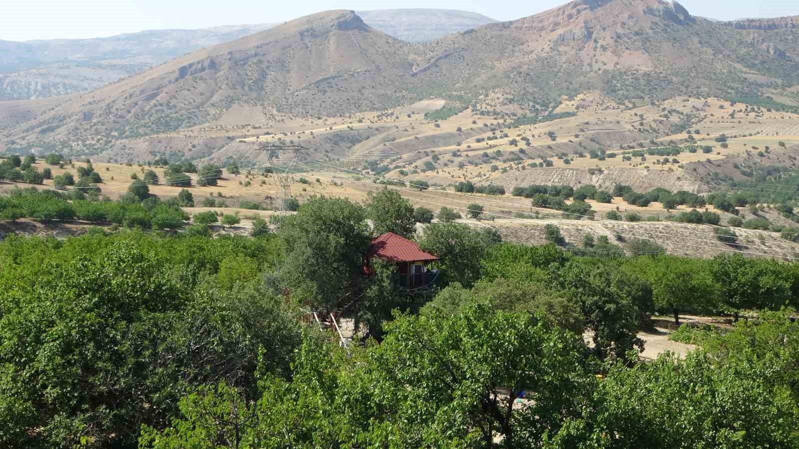 150 yıllık ağacın üzerine ev yaptı: Dallar odaların içinden geçiyor