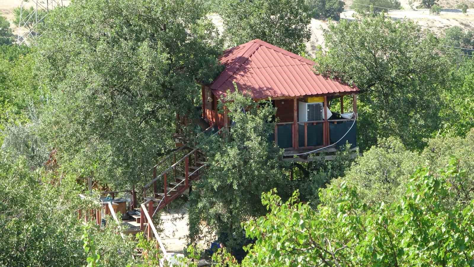 150 yıllık ağacın üzerine ev yaptı: Dallar odaların içinden geçiyor