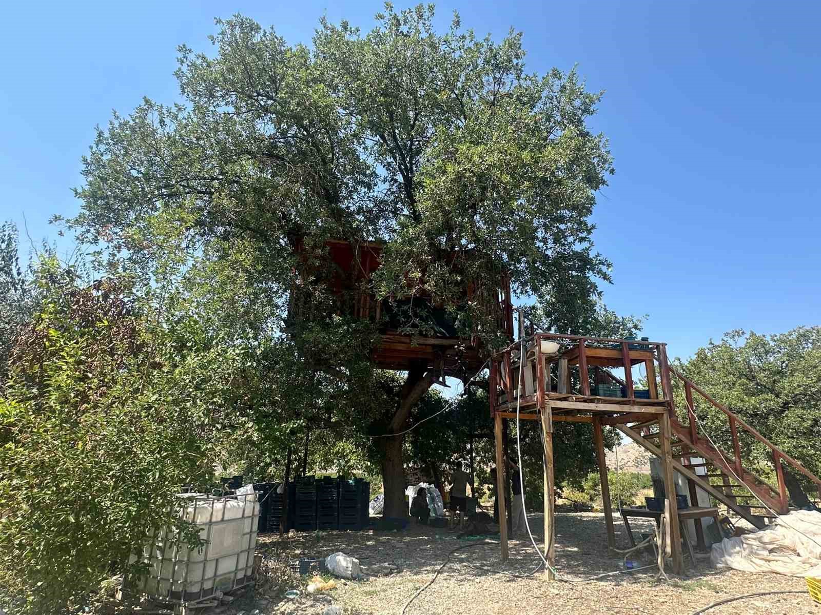 150 yıllık ağacın üzerine ev yaptı: Dallar odaların içinden geçiyor